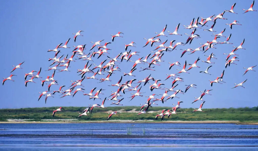 Chilika Lake